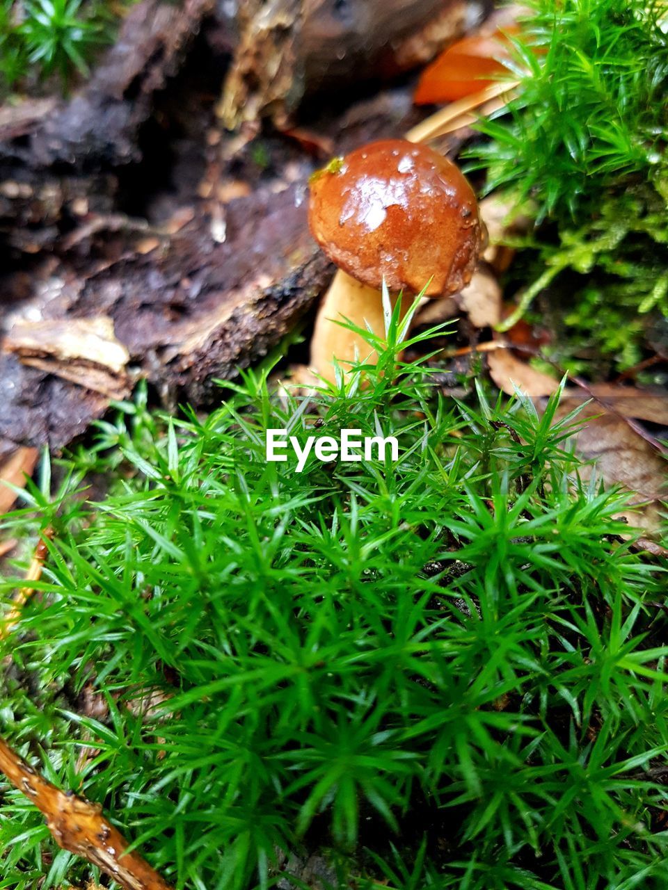 CLOSE-UP OF MUSHROOMS ON FIELD