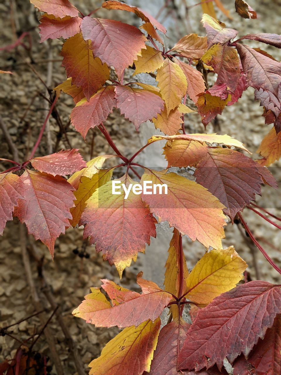 CLOSE-UP OF AUTUMNAL LEAVES