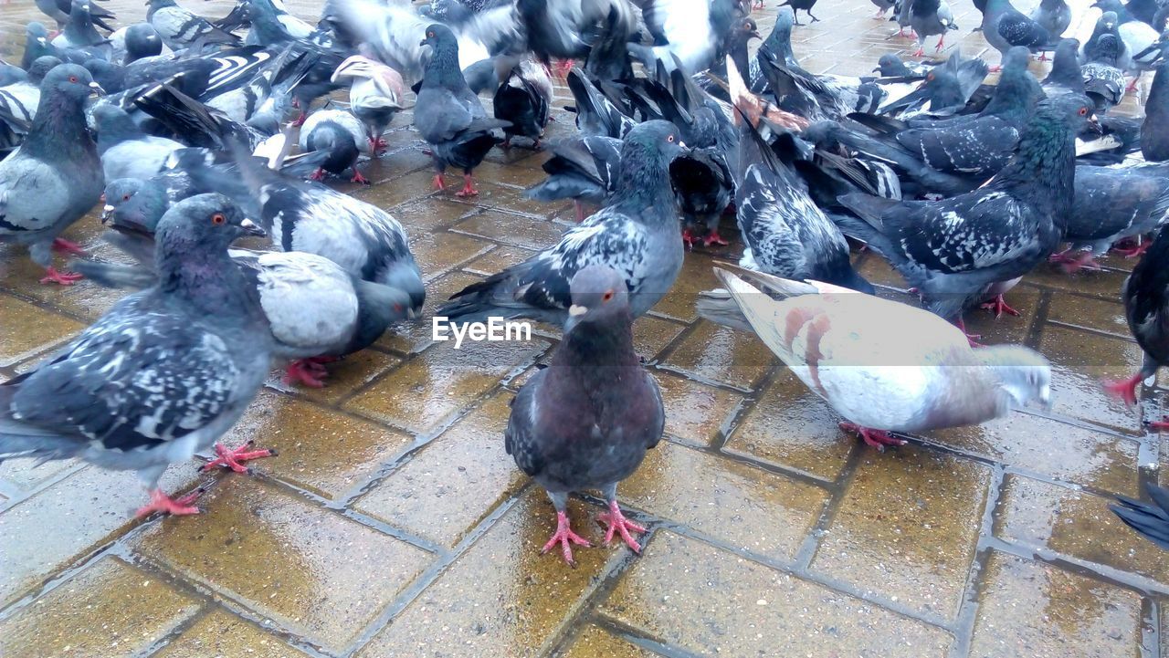 HIGH ANGLE VIEW OF BIRDS PERCHING ON LEAVES