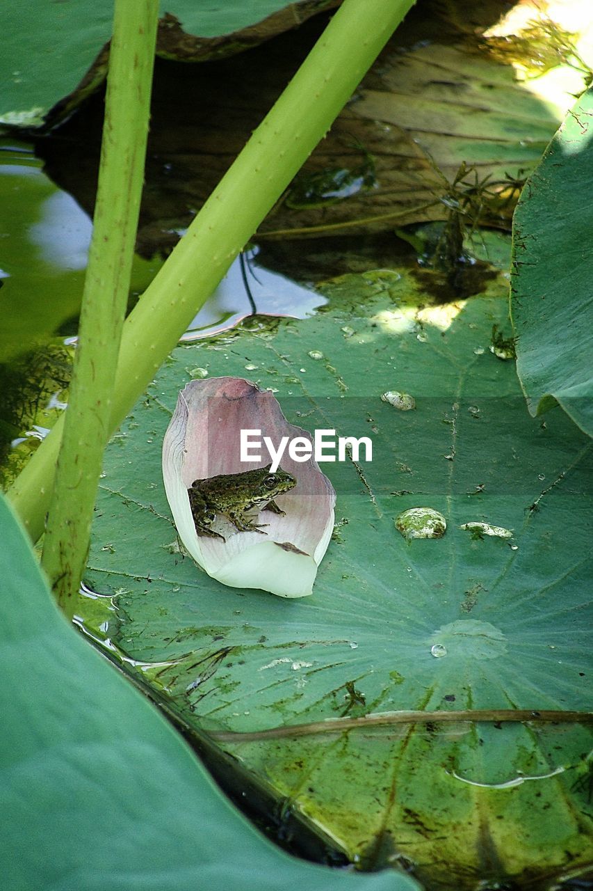 HIGH ANGLE VIEW OF LEAF ON WATER