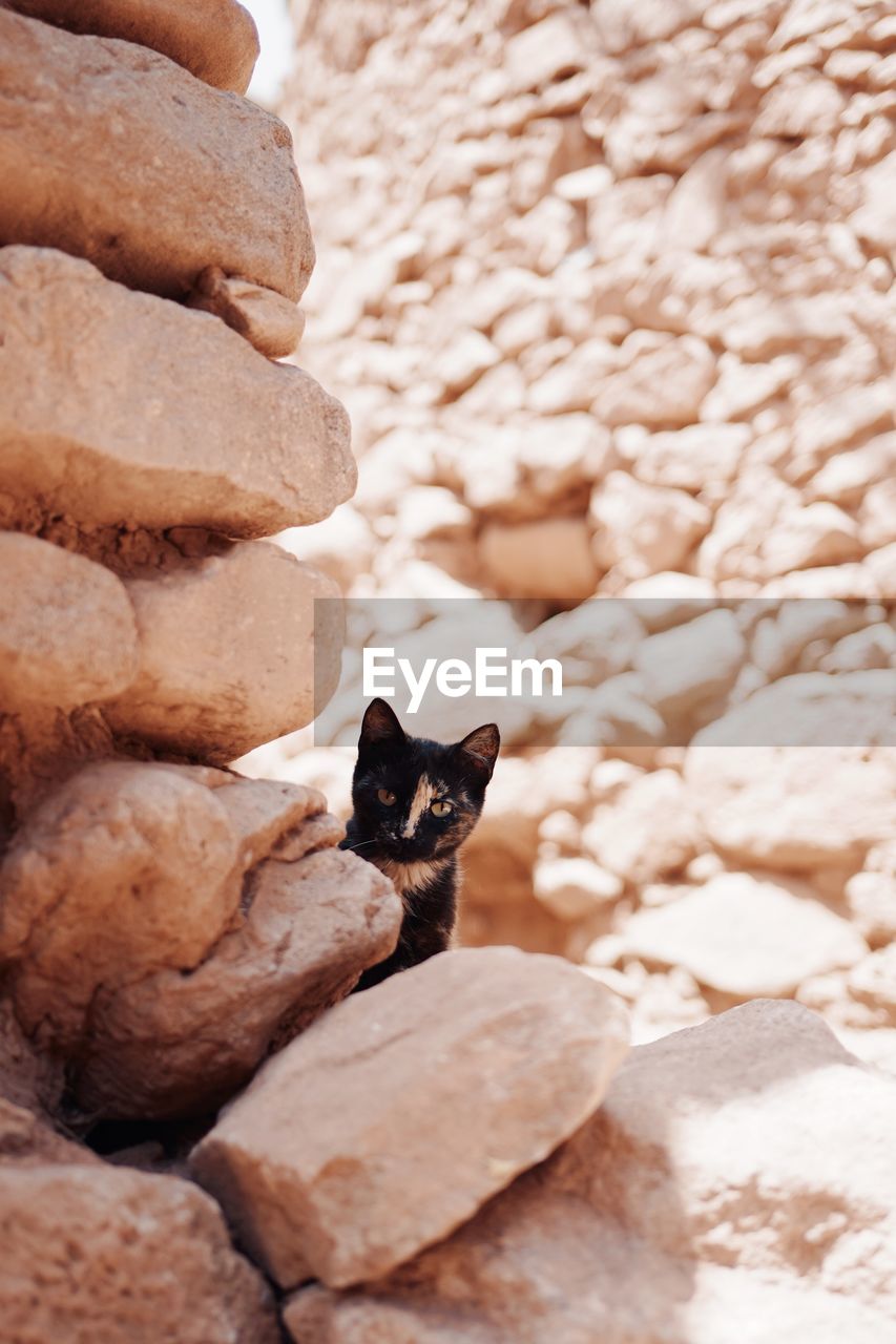 high angle view of bird perching on rock