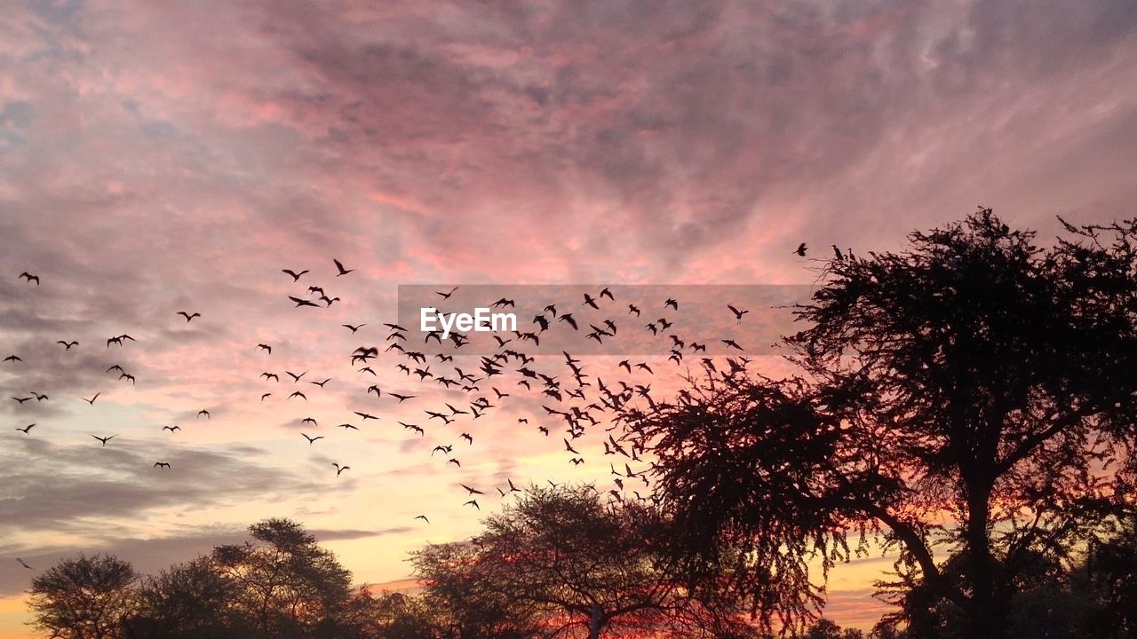 LOW ANGLE VIEW OF SILHOUETTE BIRDS FLYING IN SKY