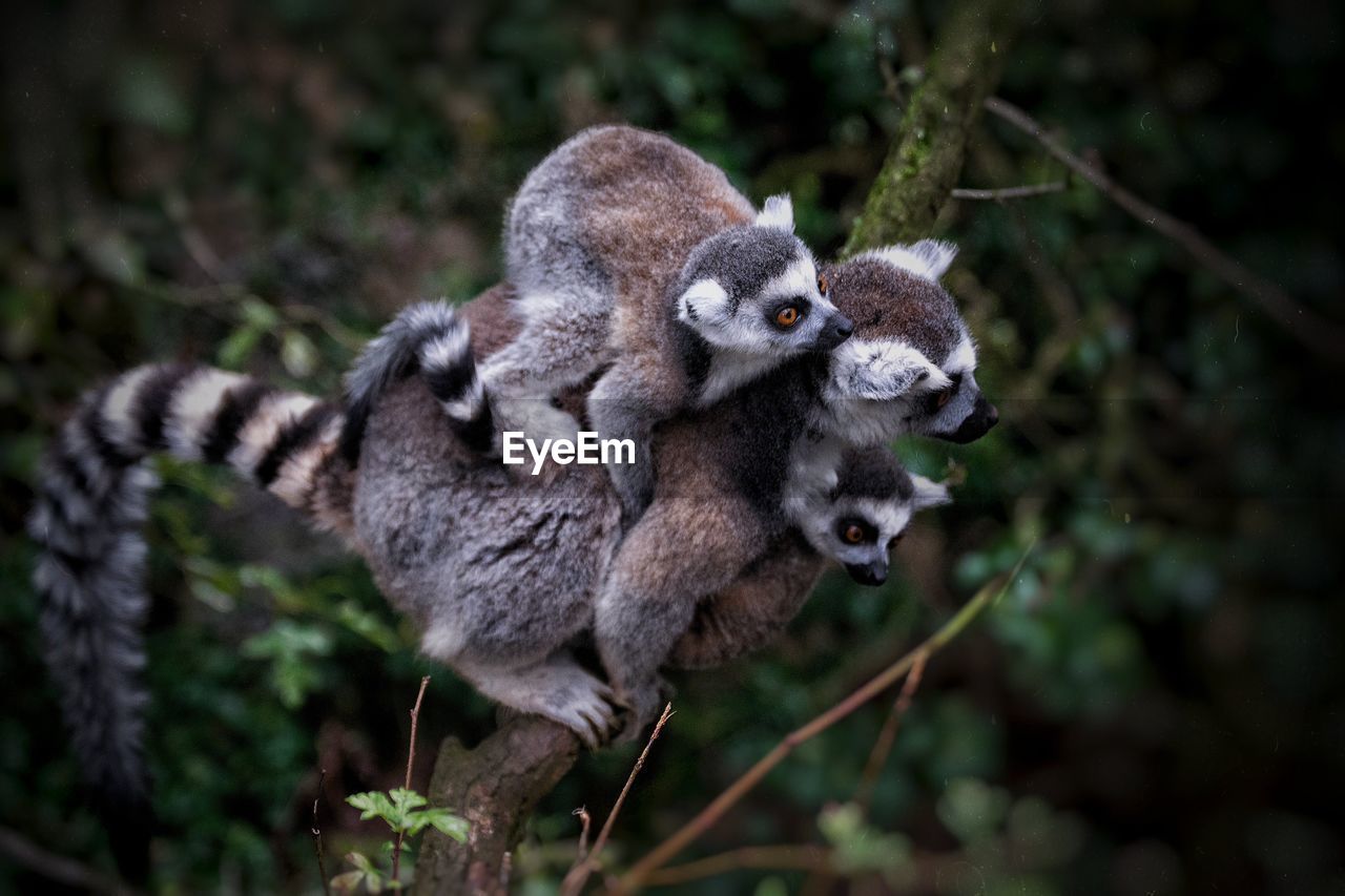 High angle view of ring-tailed lemurs on branch in forest