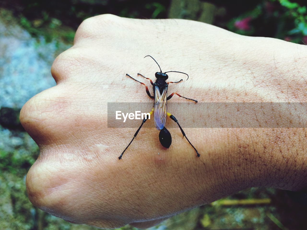 CLOSE-UP OF INSECT ON HAND HOLDING LEAF