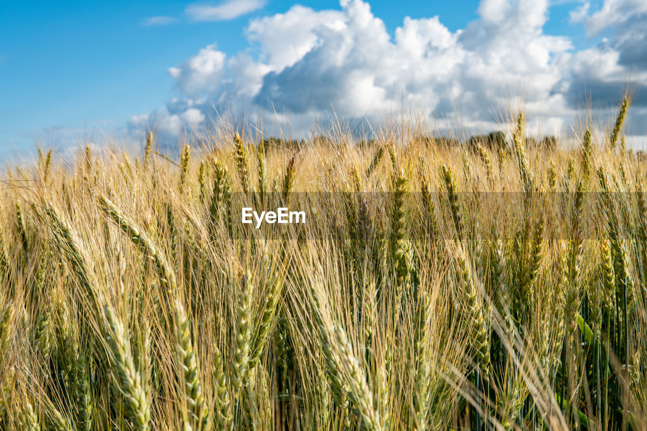 WHEAT FIELD AGAINST CLOUDY SKY