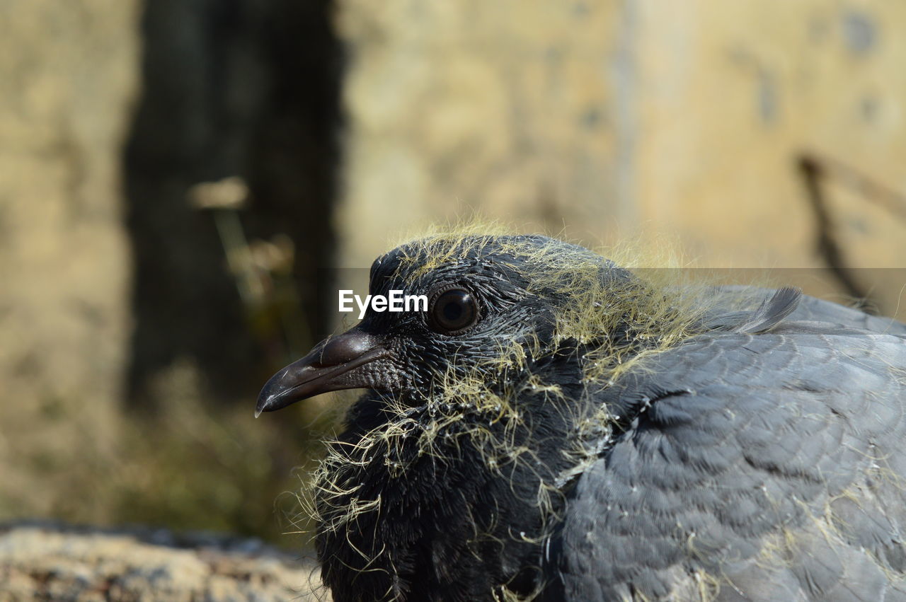 CLOSE-UP OF A EAGLE