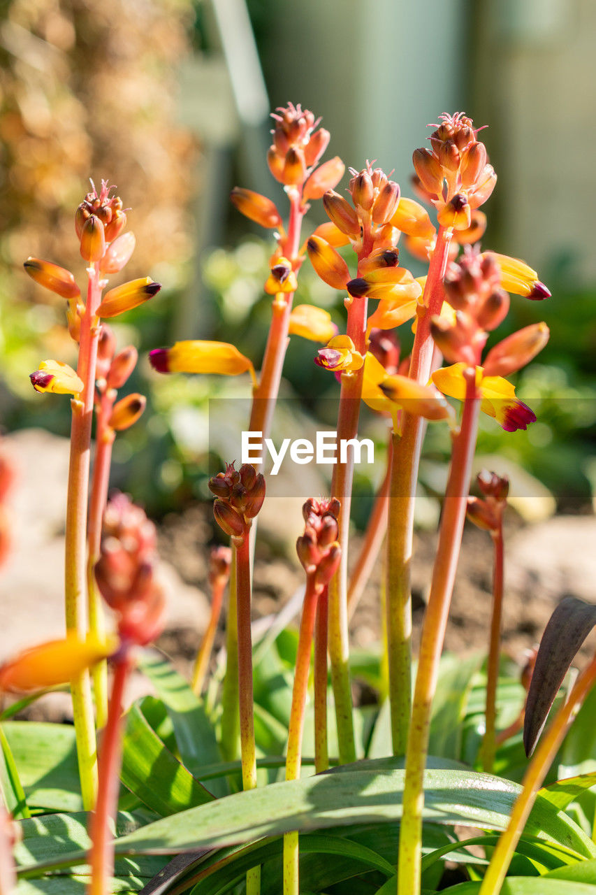 plant, flower, flowering plant, beauty in nature, nature, growth, freshness, close-up, no people, focus on foreground, tropical milkweed, outdoors, fragility, food, day, petal, flower head, botany, blossom, food and drink, macro photography, inflorescence, ornamental garden, plant part