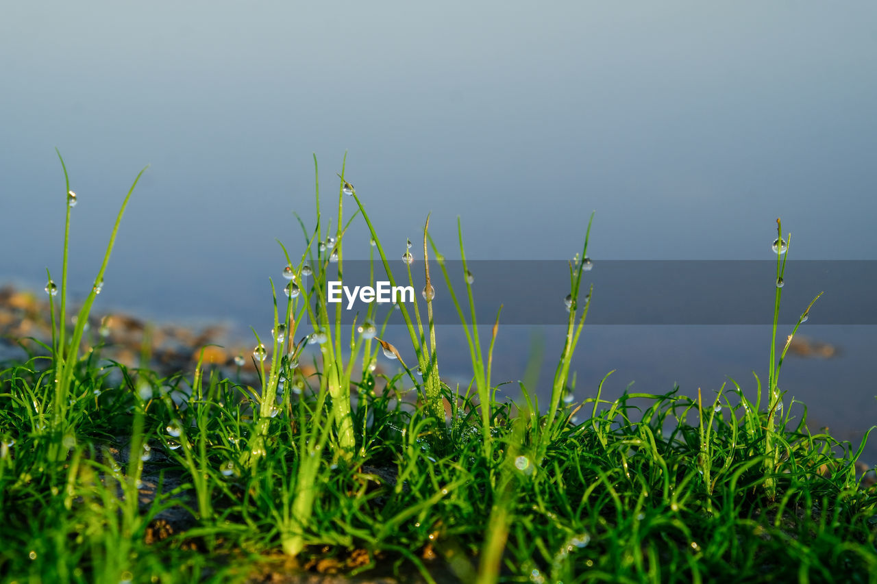 Close-up of grass growing on field against sky