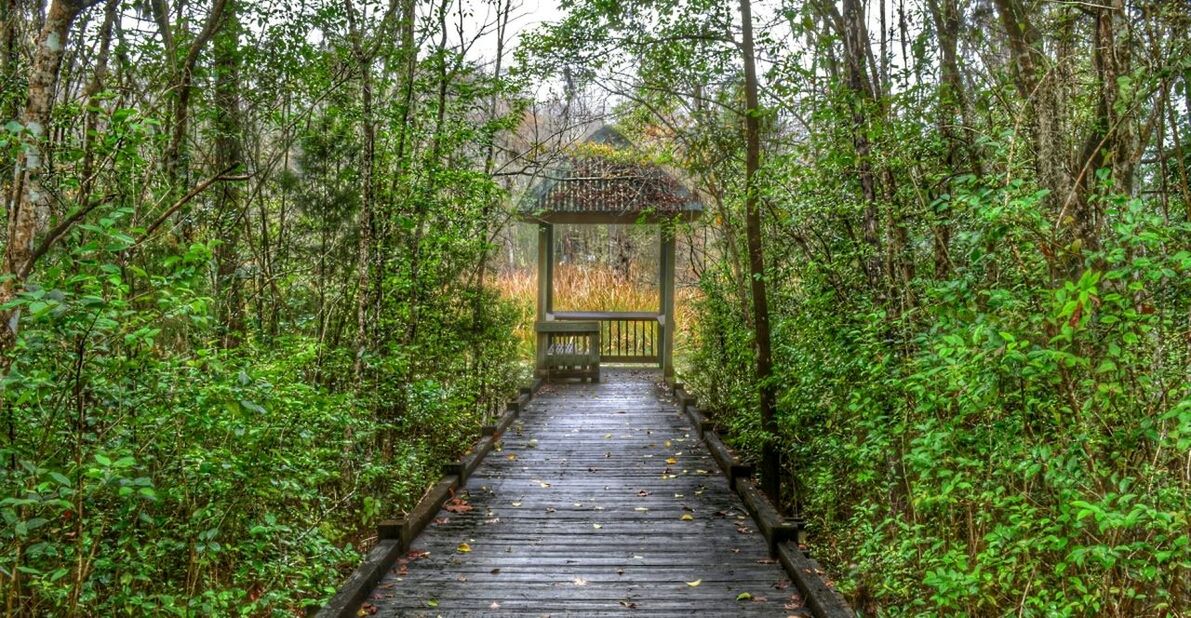 NARROW WOODEN WALKWAY LEADING TOWARDS TREES
