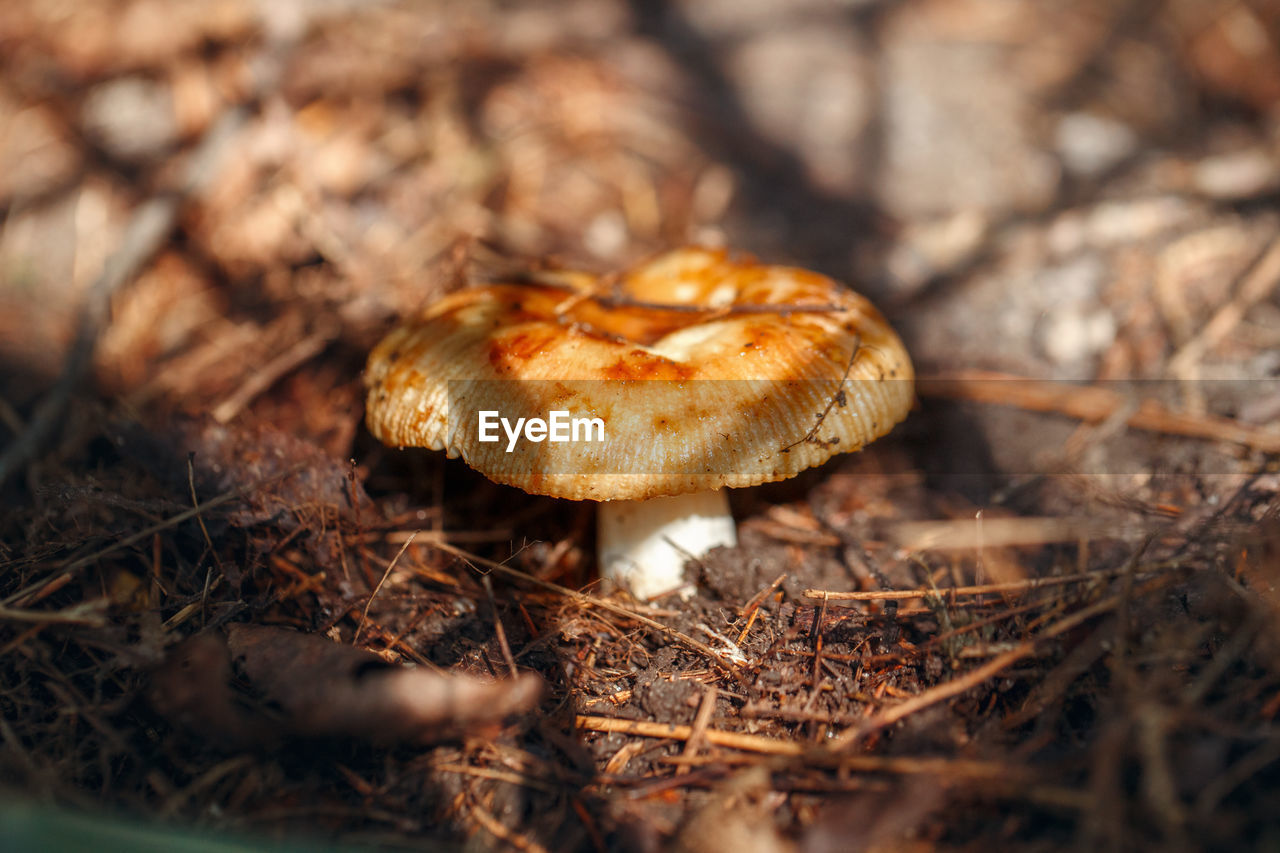 Close-up of dried mushroom growing on field