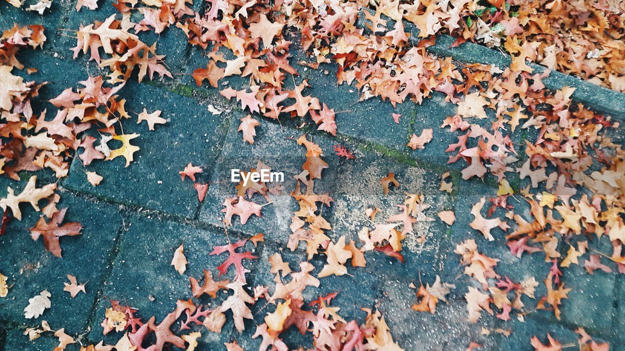 High angle view of fallen maple leaves