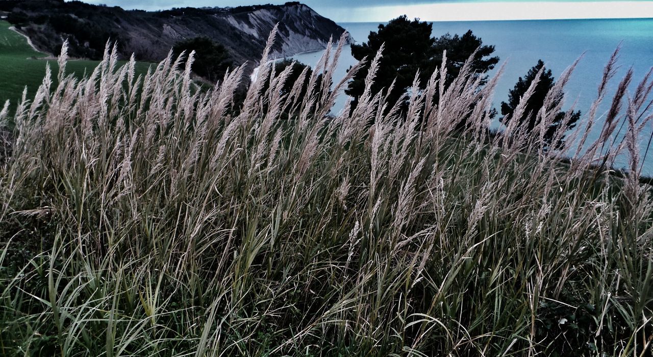 Plants growing against sea