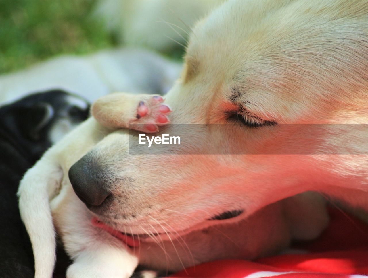 Close-up of dog playing with puppy