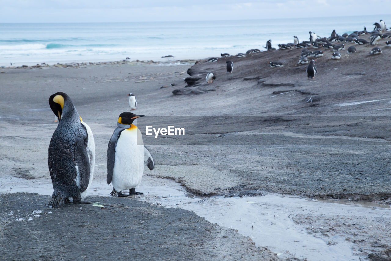 VIEW OF BIRDS ON SHORE