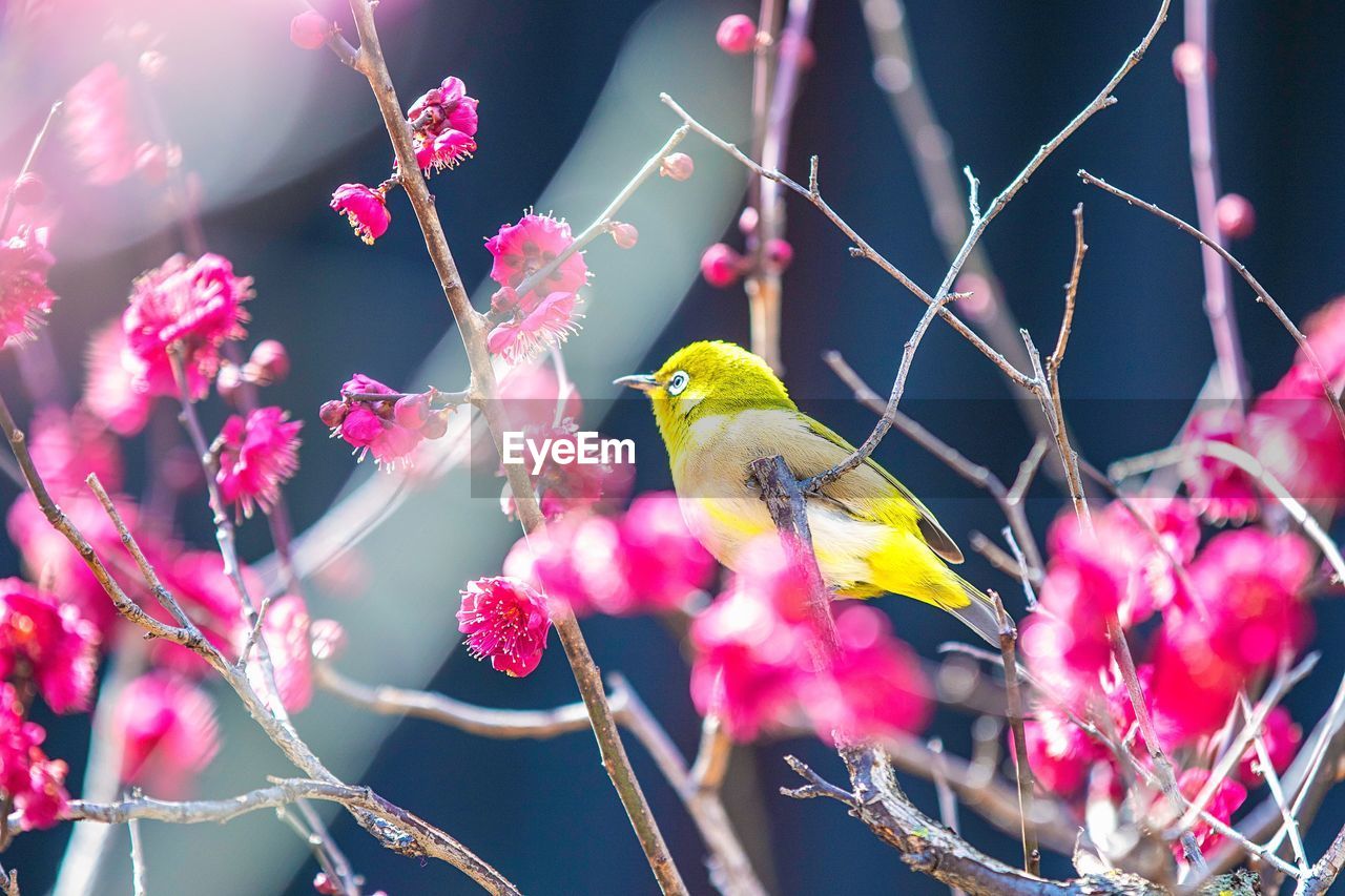 Close-up of bird perching on branch