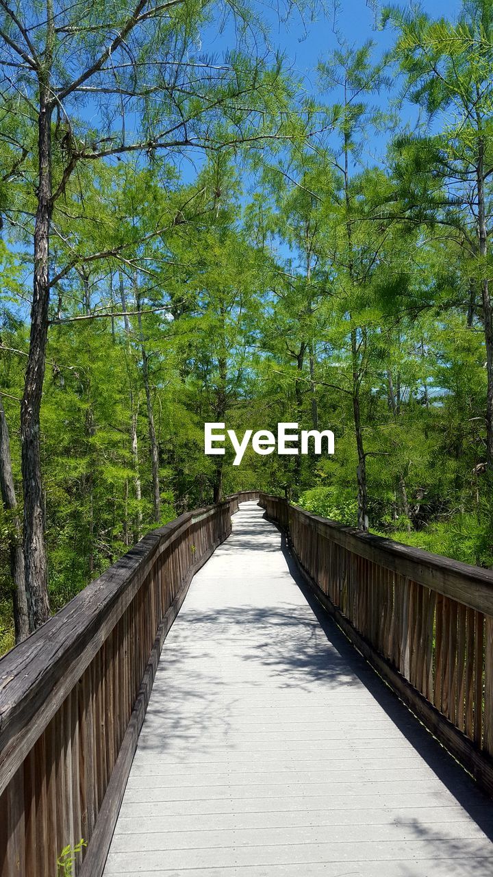 FOOTBRIDGE OVER FOOTPATH IN FOREST