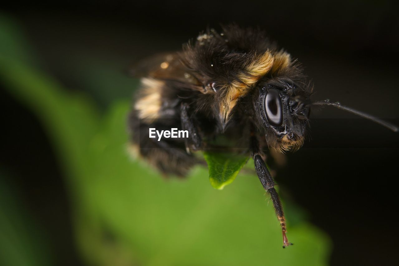 CLOSE-UP OF HONEY BEE POLLINATING