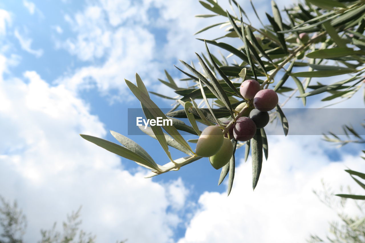 LOW ANGLE VIEW OF APPLE TREE AGAINST SKY