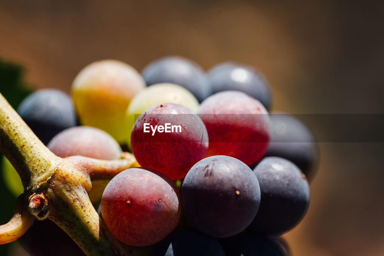 food and drink, food, healthy eating, fruit, produce, freshness, wellbeing, plant, macro photography, close-up, no people, agriculture, branch, grape, nature, multi colored, red, ripe, focus on foreground, still life, group of objects, large group of objects, organic, peach, abundance, outdoors, juicy