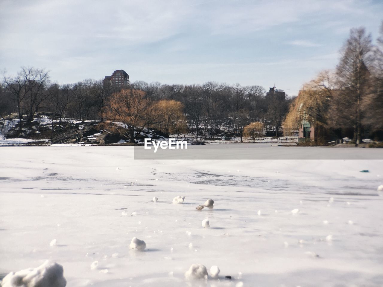 Bare trees on snow covered landscape