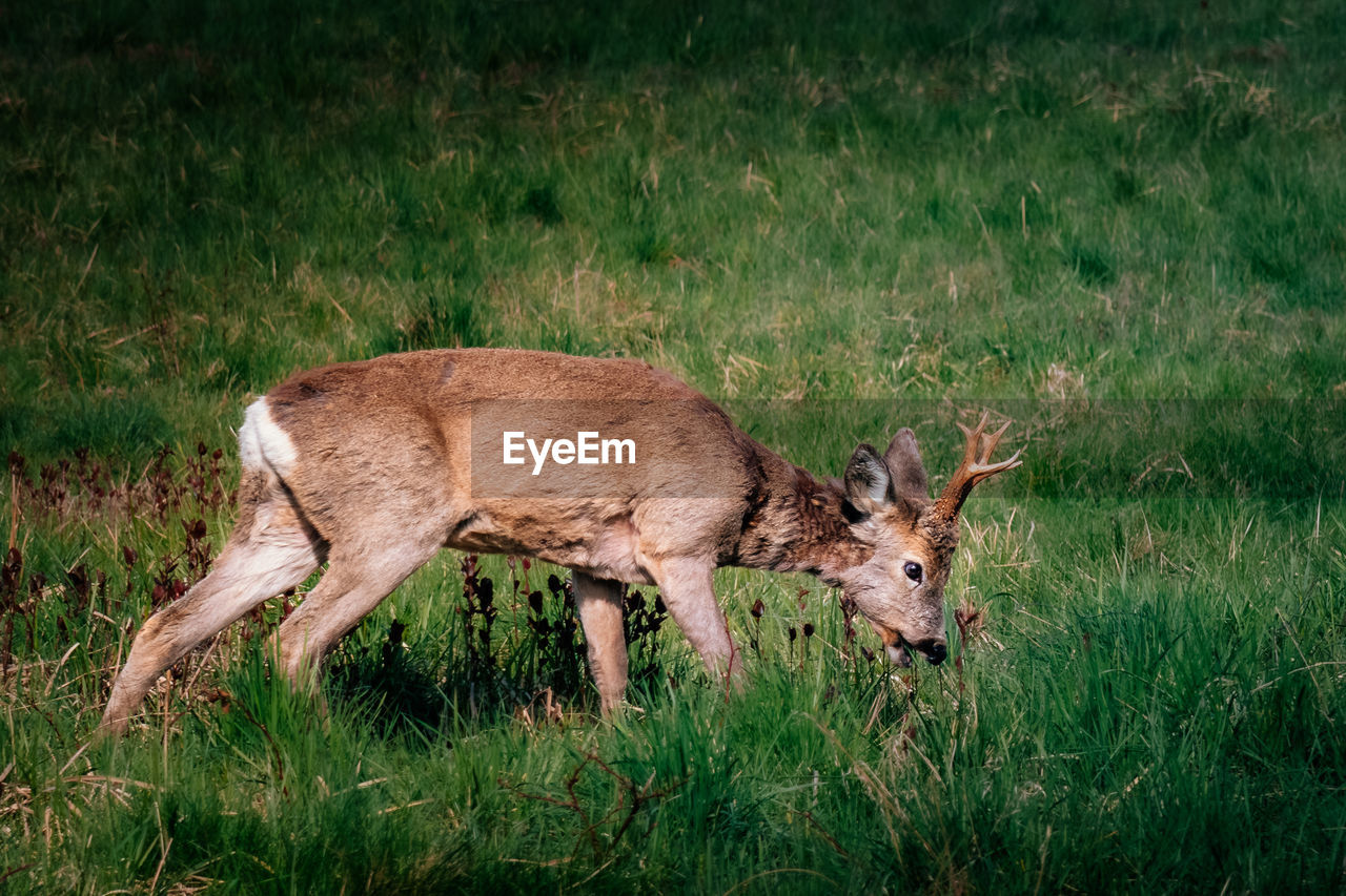 portrait of deer on field