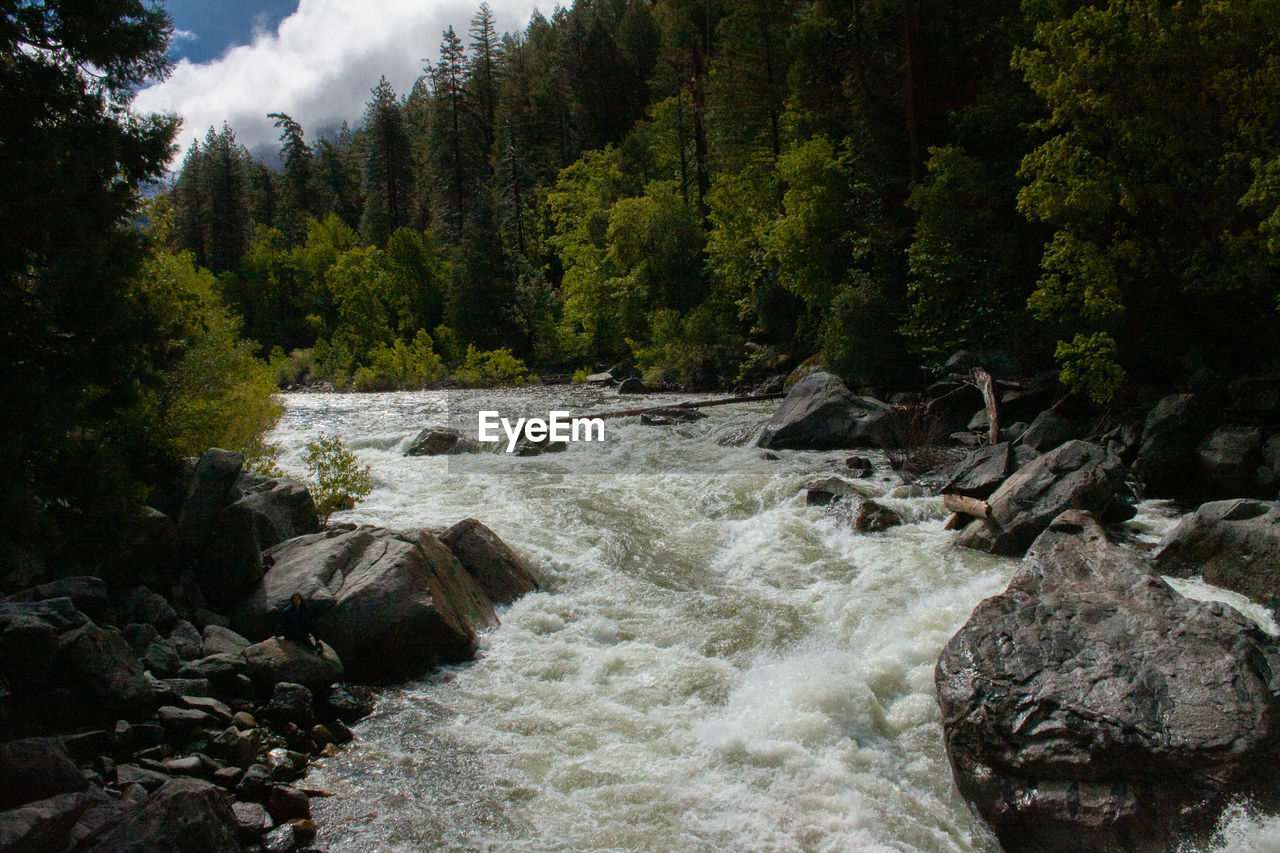 SCENIC VIEW OF RIVER FLOWING THROUGH ROCKS IN FOREST