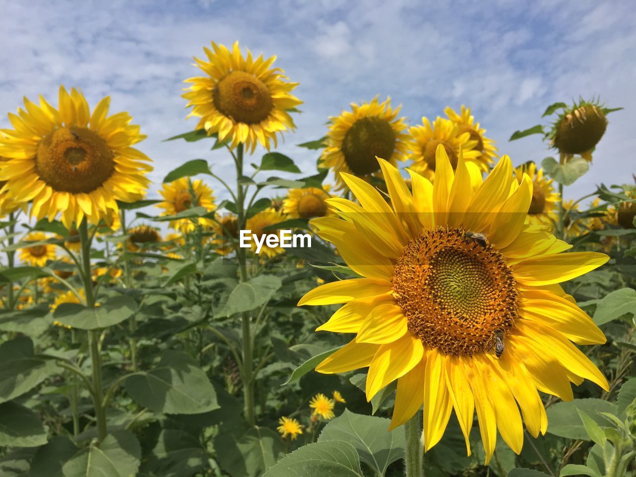 Close-up of sunflowers on flowering plant
