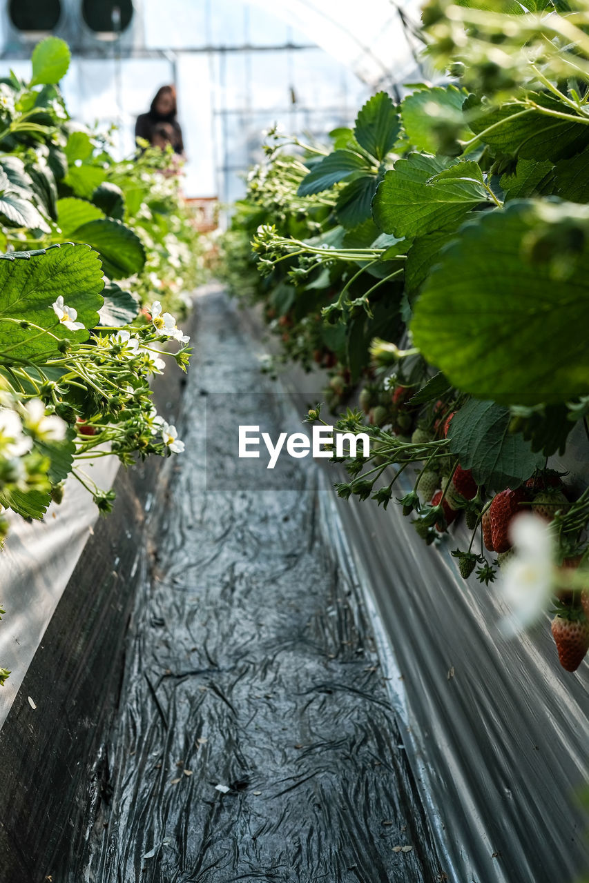 PLANTS IN GREENHOUSE