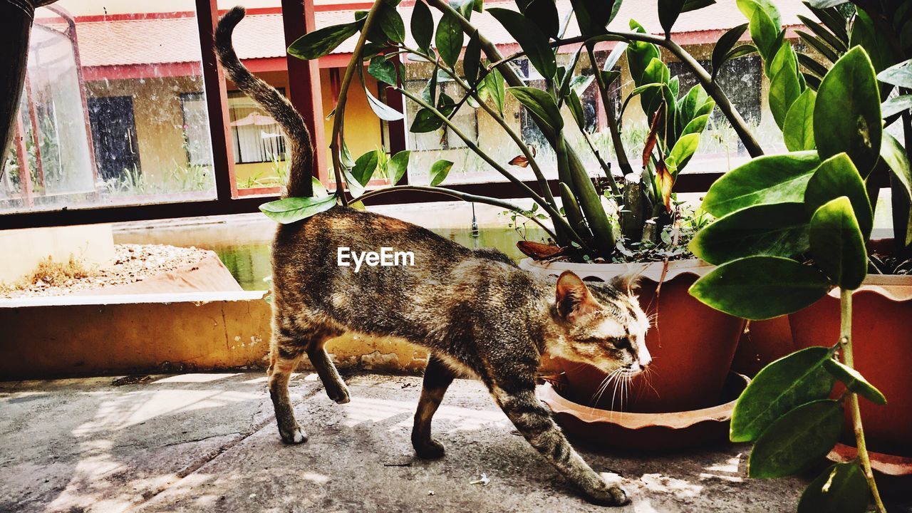 Cat walking by potted plants in yard