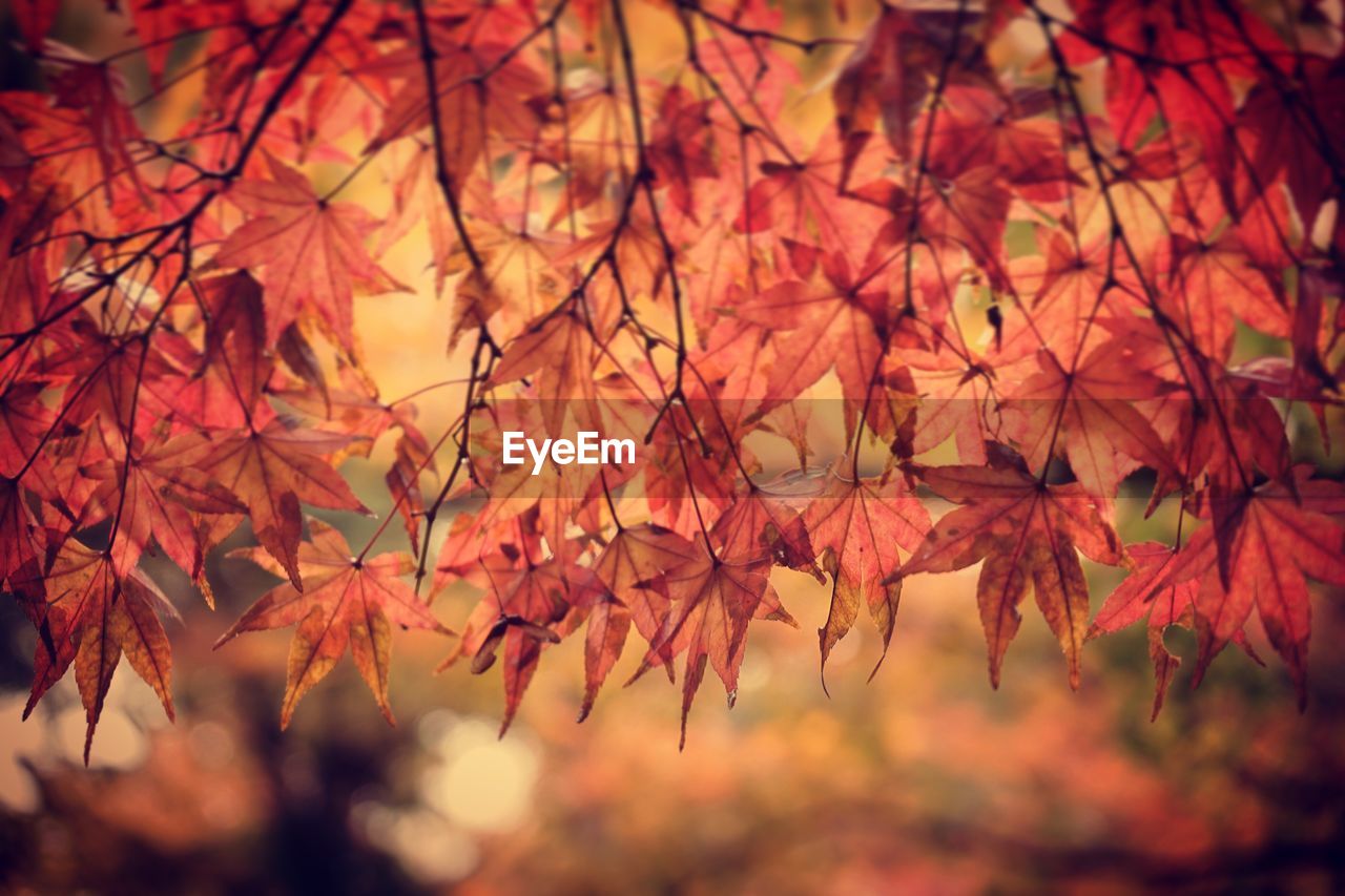 Close-up of maple leaves on tree during autumn