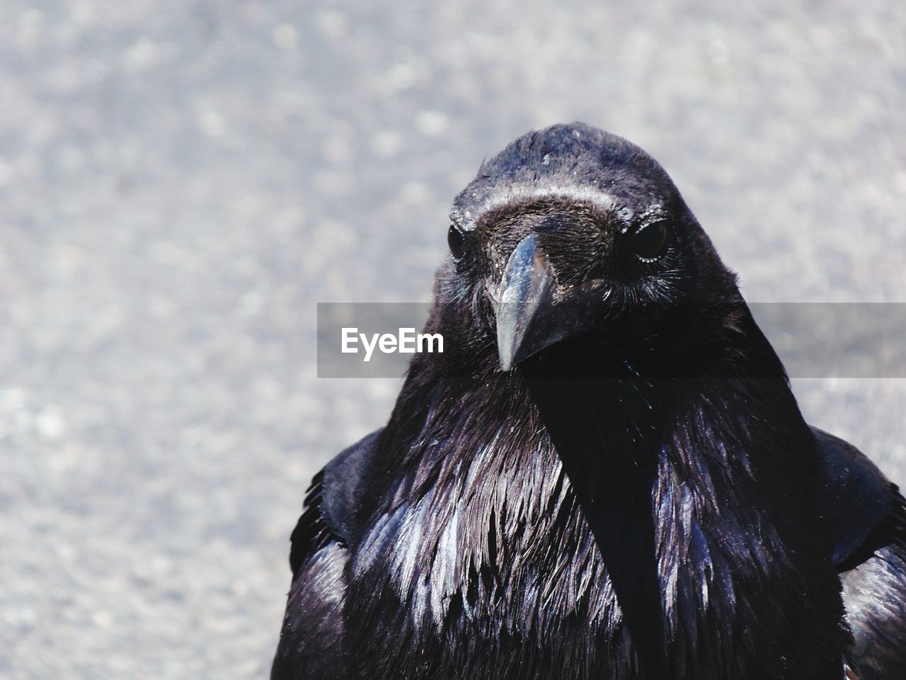 Close-up of raven