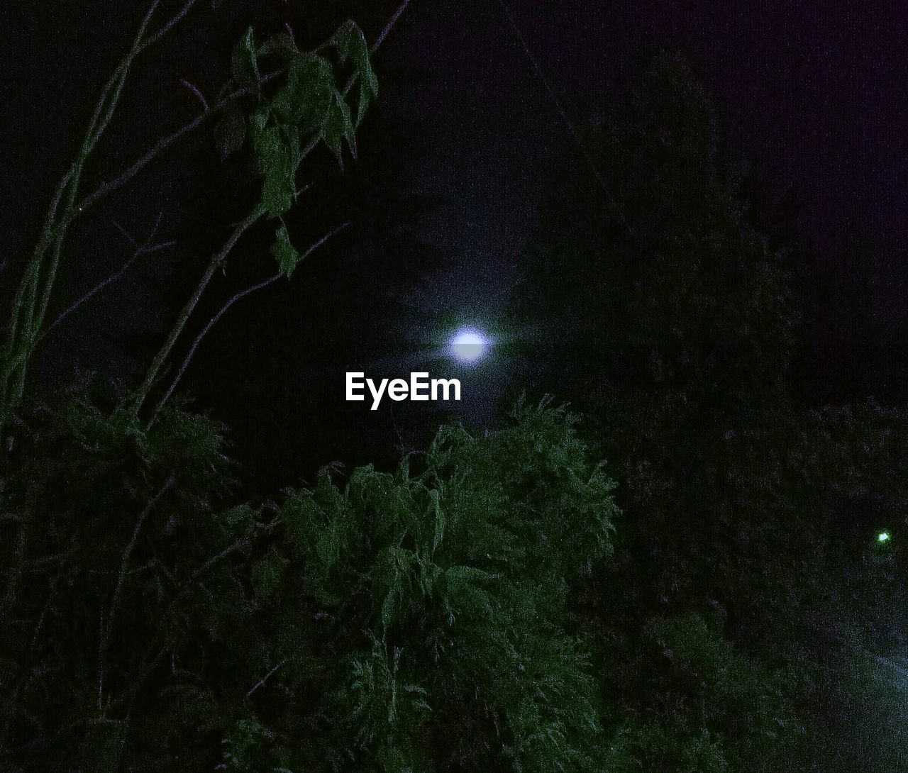 LOW ANGLE VIEW OF ILLUMINATED TREE AGAINST SKY