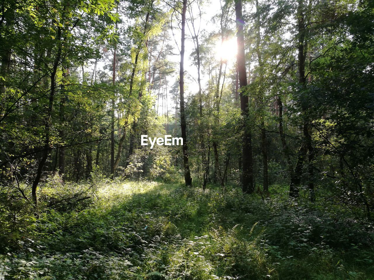 TREES GROWING IN FOREST