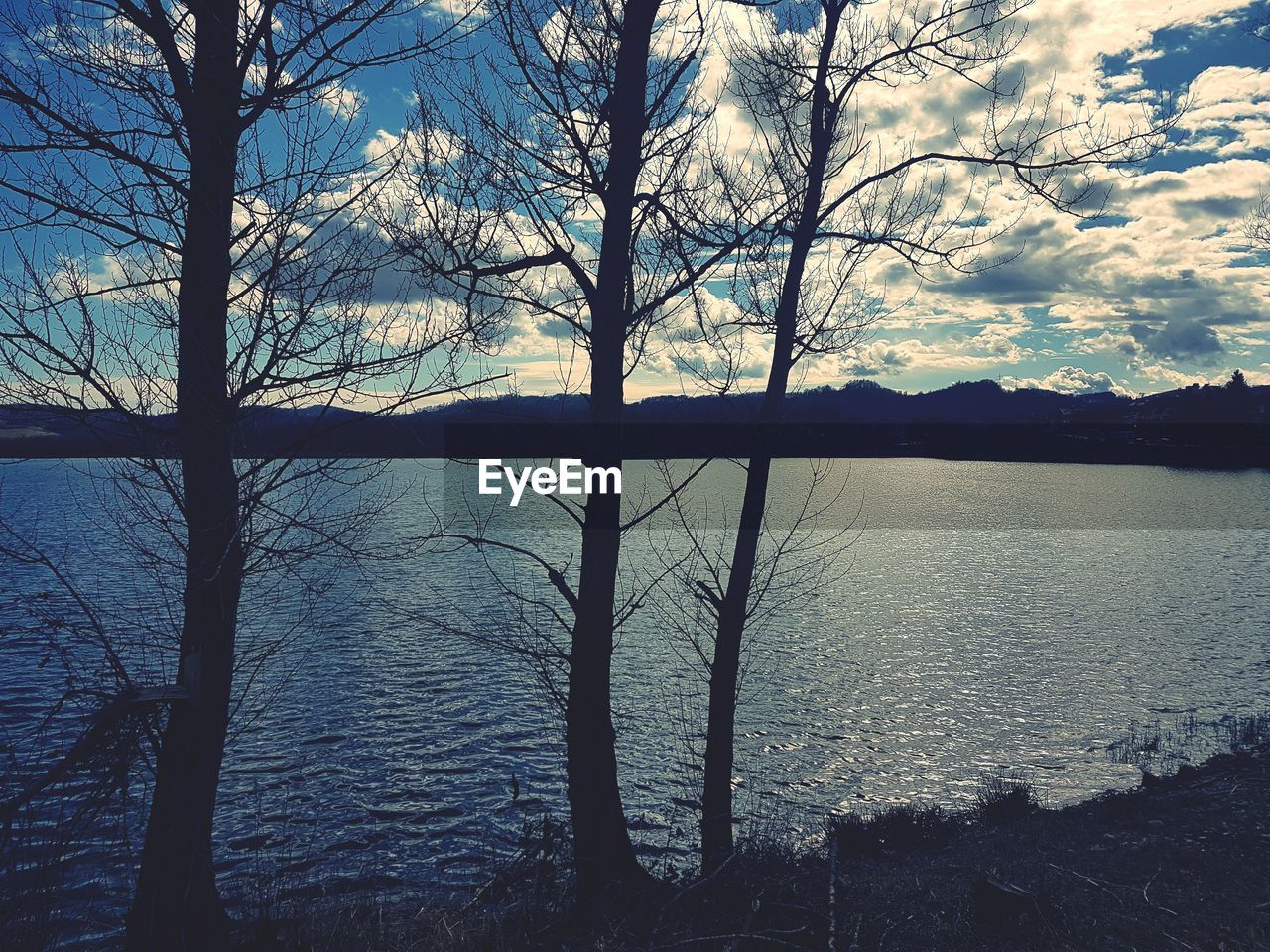 CLOSE-UP OF TREE AGAINST WATER