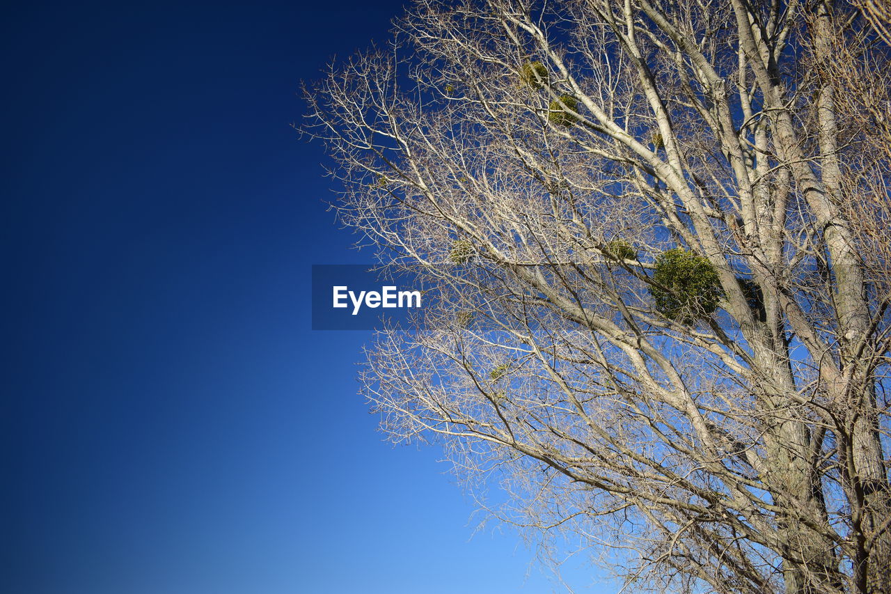 LOW ANGLE VIEW OF TREE AGAINST CLEAR SKY