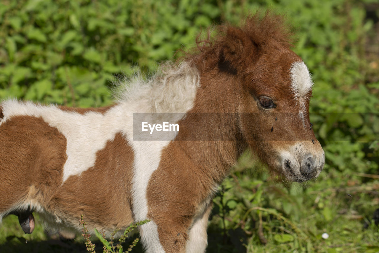 Portrait of a male pony