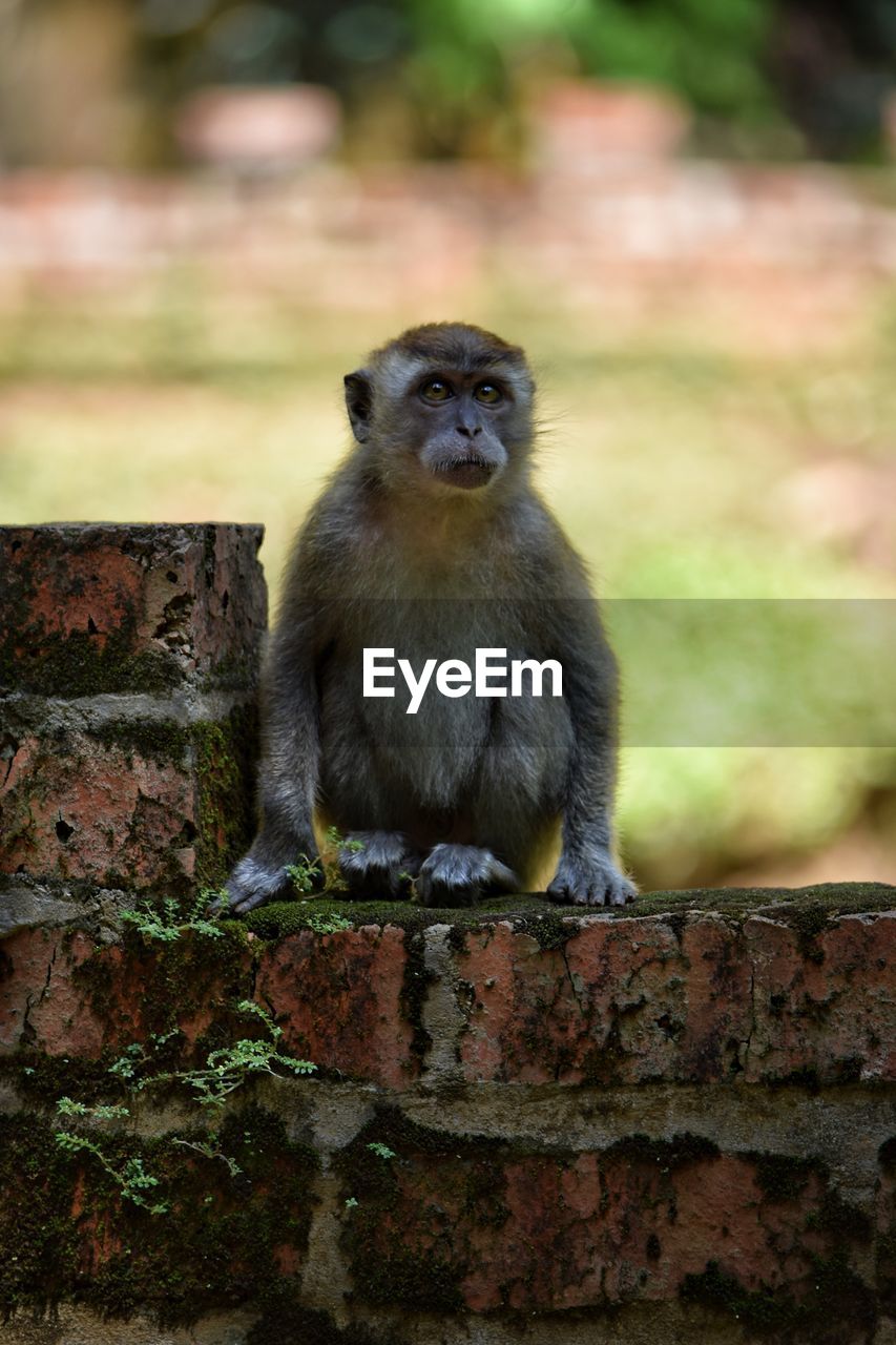 MONKEY SITTING OUTDOORS