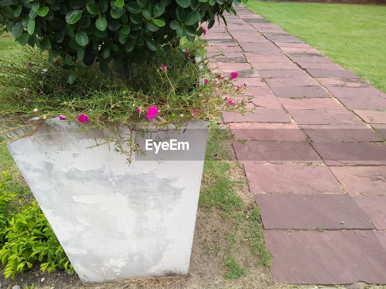 HIGH ANGLE VIEW OF PURPLE FLOWERING PLANTS AT PARK