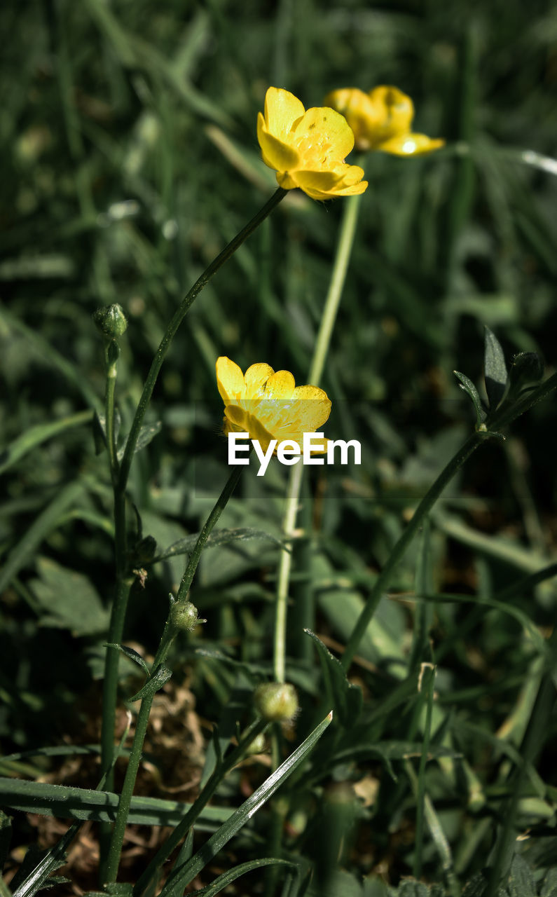 Close-up of yellow flowering plant on field