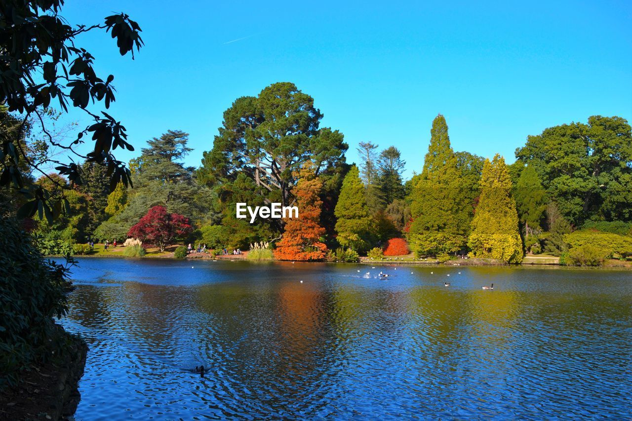 Scenic view of lake in front of trees against clear blue sky