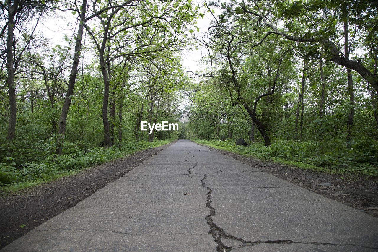 ROAD AMIDST TREES AGAINST SKY