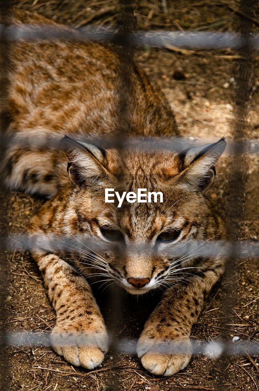 close-up of cat looking away