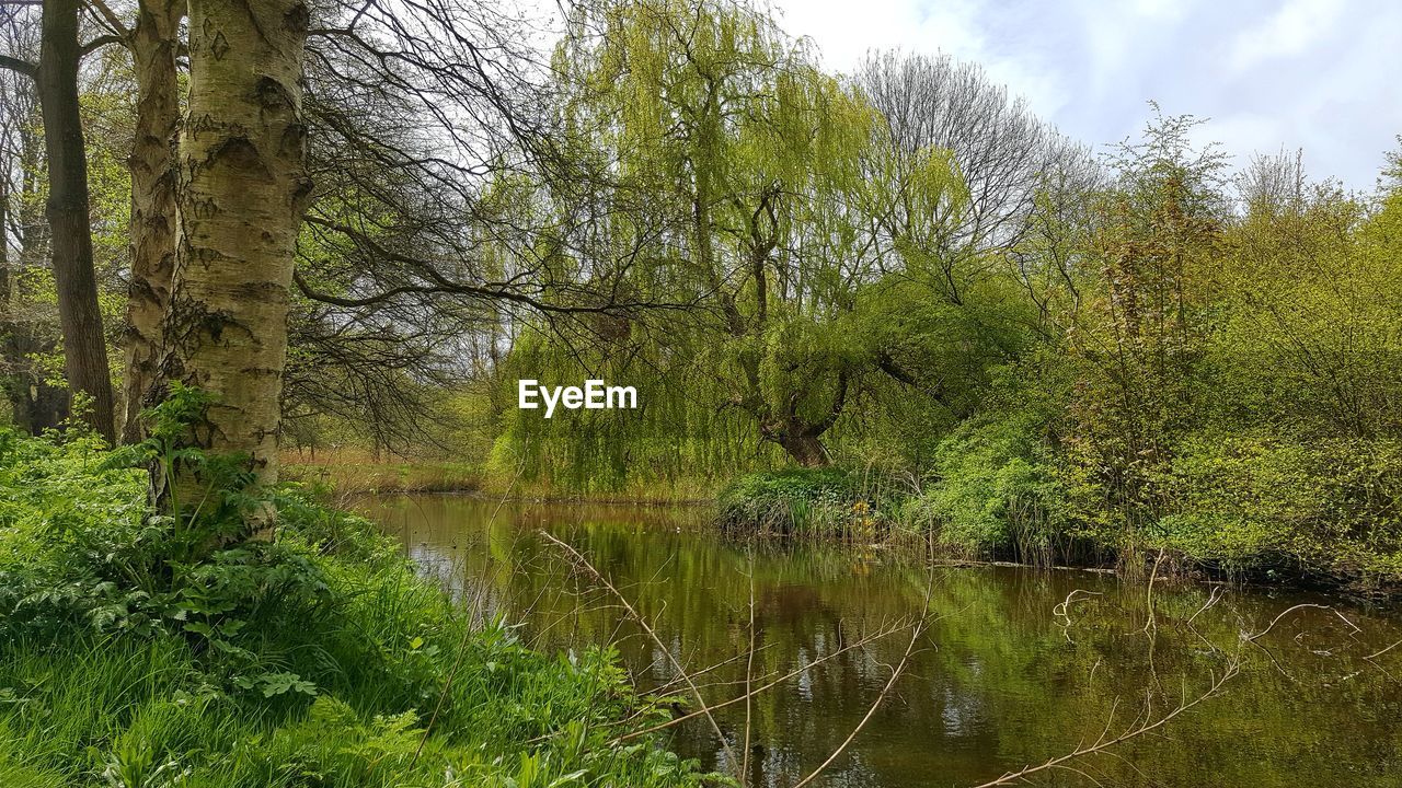 TREES GROWING ON LANDSCAPE