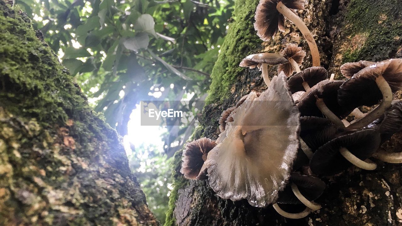 CLOSE-UP OF IGUANA ON TREE IN FOREST