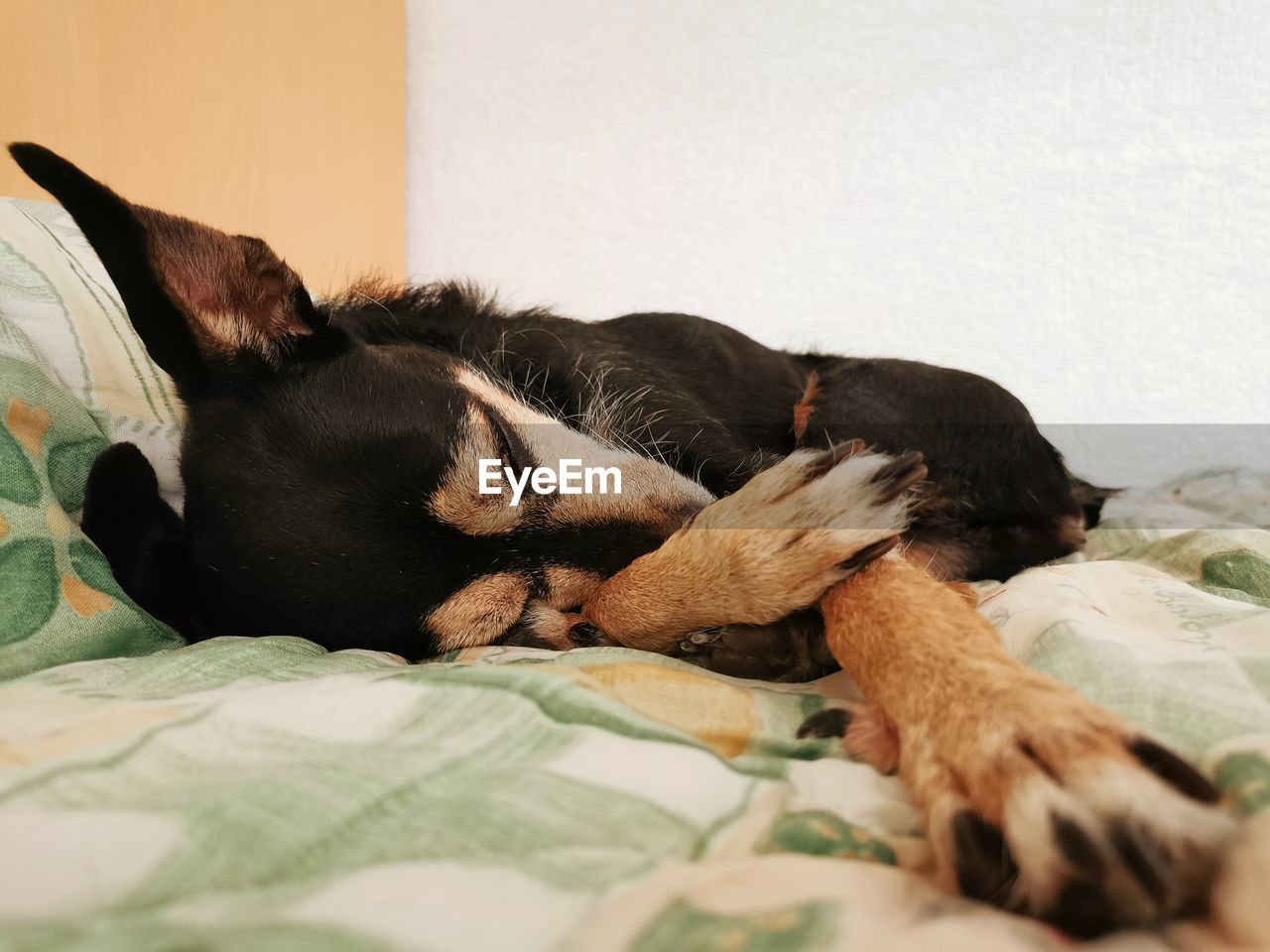 Dog sleeping on bed