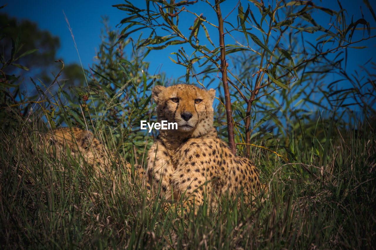 Cheetah resting in the wild.