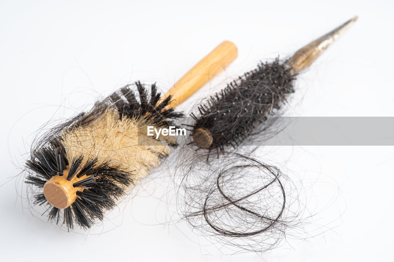 insect, white background, studio shot, animal, close-up, indoors, animal hair, no people, brush, cut out, animal themes, broom