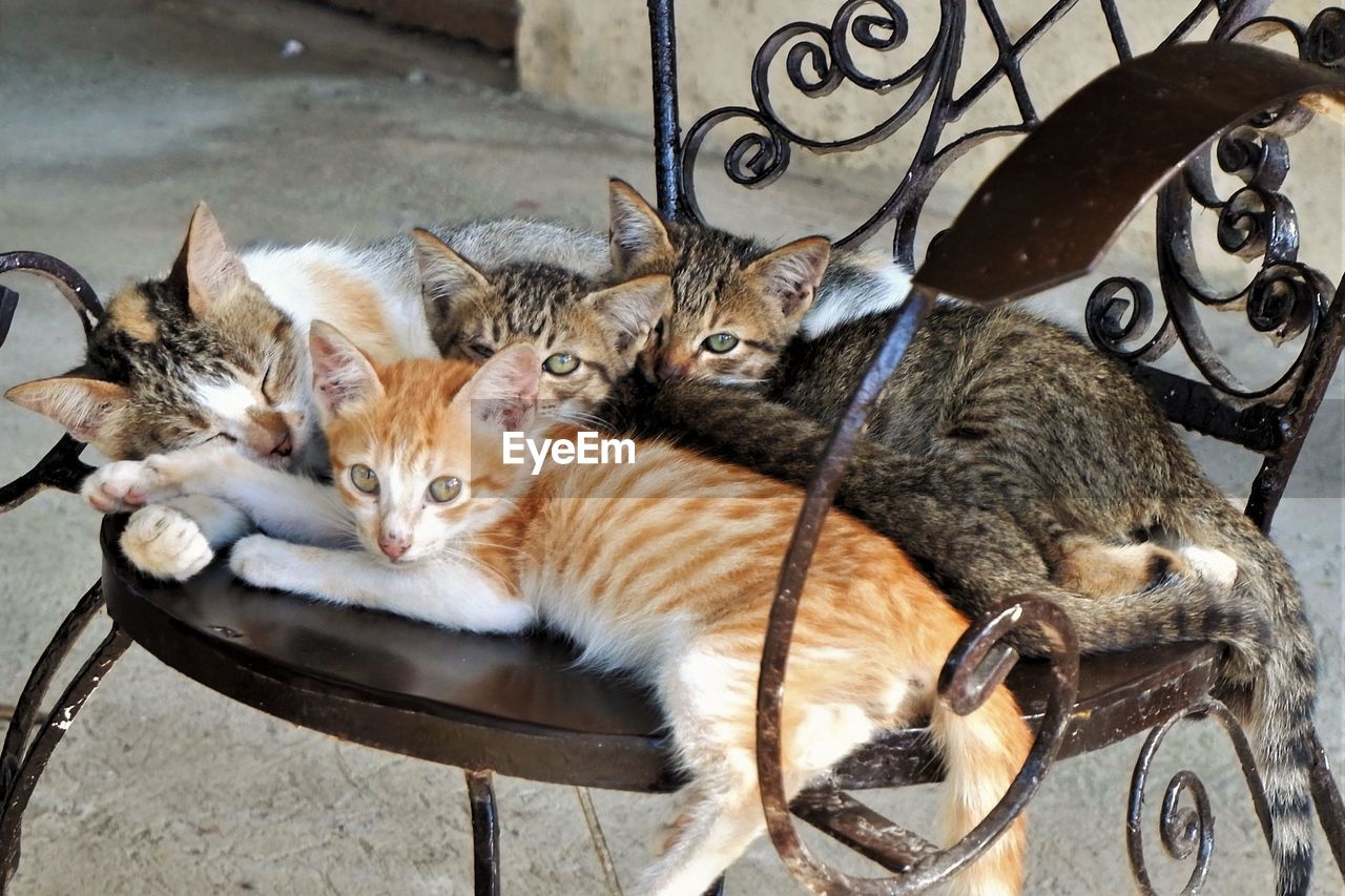 animal, animal themes, cat, mammal, pet, domestic cat, feline, domestic animals, felidae, small to medium-sized cats, one animal, no people, kitten, whiskers, relaxation, high angle view, day, looking at camera, carnivore, portrait