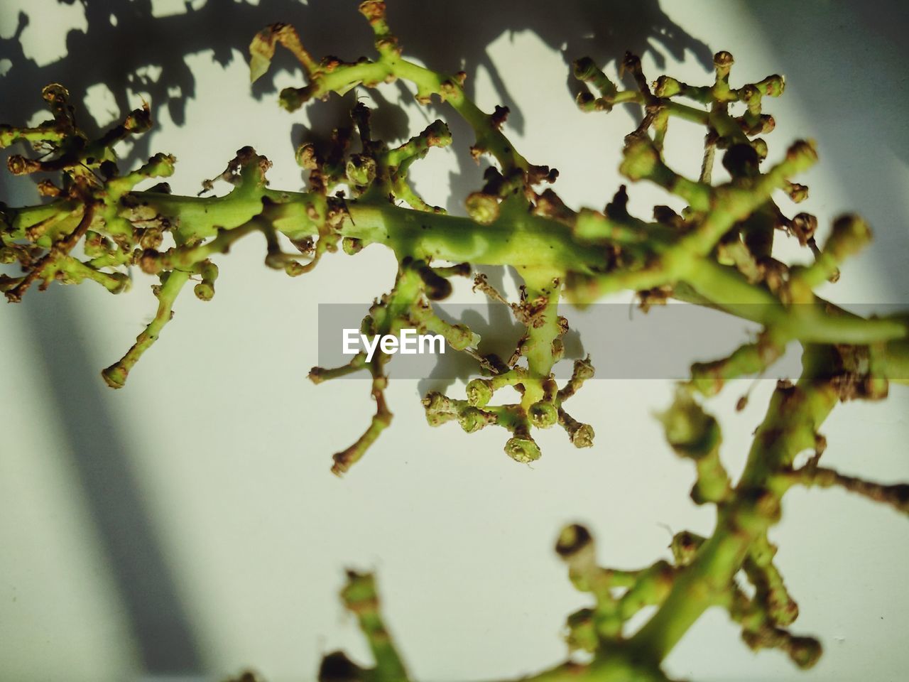 CLOSE-UP OF PLANT AGAINST TREE