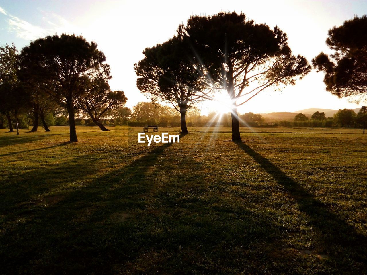 TREES ON FIELD AT SUNSET